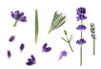 Fototapeta na wymiar Collection of Lavender flowers isolated on white background. Lavender flower design elements for alternative and herbal medicine and beauty therapy.