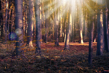 Morning in autumn forest wallpaper. Sunlight with sun rays through tree branches in autumn forest. Autumn landscape.
