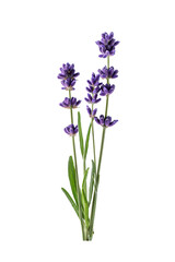 Naklejka premium Lavender flower isolated on transparent background.