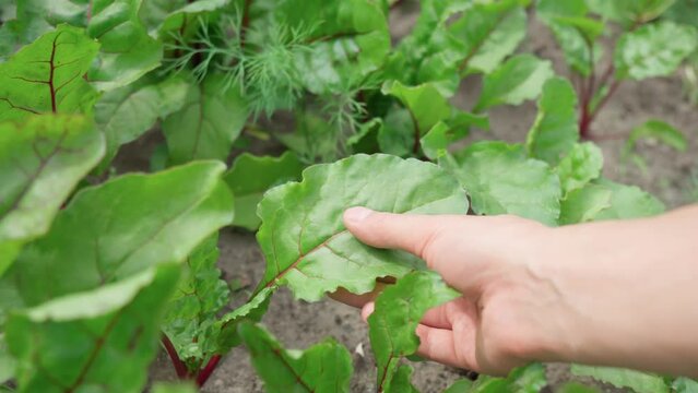 Beet leaf. Green Nature Background. Growth beetroots Beta vulgaris. Selective focus