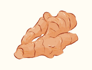 Whole isolated turmeric root in ingredient illustration