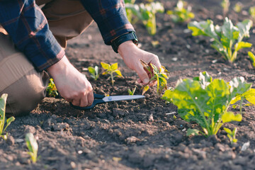 A farmer in a sugar beet field holds a weed sample in his hands.