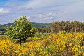 Fototapeta na wymiar Spring - Landscape with yellow-blooming shrubs.