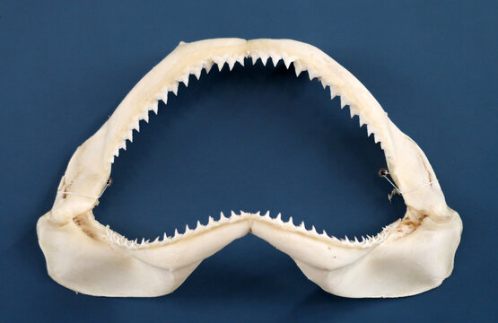 haifischgebiss - shark jaws