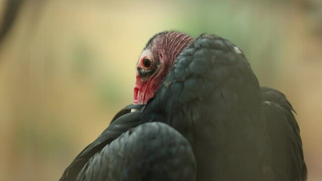 Turkey Vulture Preening Feathers - Shallow Depth of Field