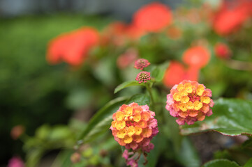 red and yellow flowers