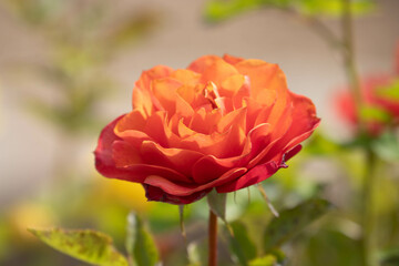 Blooming Orange rose in summer