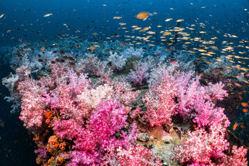 Naklejka na ściany i meble Soft corals come in a variety of colors. and there were many fish living there