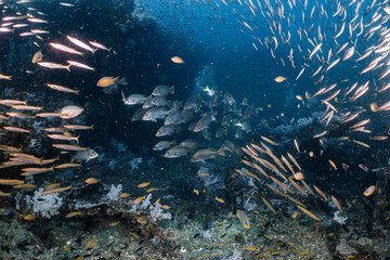 Fototapeta na wymiar Group of snapper fish Live together in a group