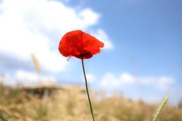 poppy in the sky