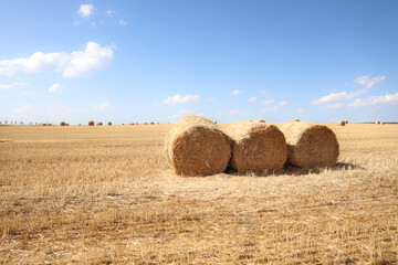 cereal bales on a dried agricultural field