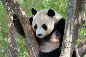 Happy Giant Panda in Korea, Le Bao