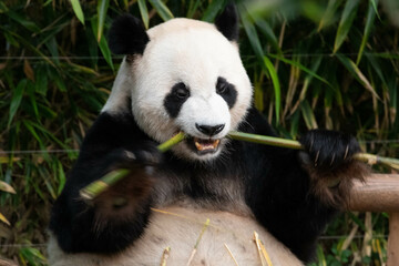 Fototapeta premium Happy Giant Panda in Korea, Le Bao