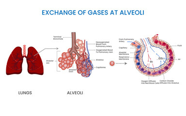 In Alveoli oxygen and carbon dioxide exchange occurs, it is  Vital for efficient breathing - obrazy, fototapety, plakaty