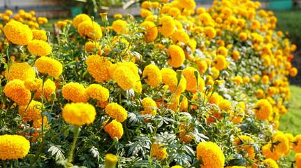Lots of beautiful  marigold flowers (Tagetes erecta) in the natural garden. Inspirational Motivational quote- Start your Monday morning light  with  yellow  flowers. Monday Quote.