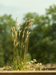 Shrub of a vascular plant in garden