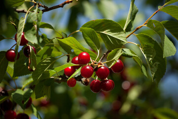 Ripe red cherries on a branch
