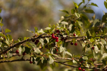 Obraz premium Red cherry on the branch of a tree