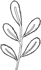 Branch with leaves line drawing.