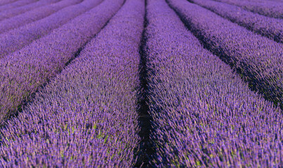 Naklejka na ściany i meble lavender, lavandin, lavender farm, Starovičky, South Moravia, purple, field, levandule
