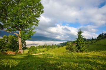 Summer sunny morning in the mountains. Mountain valley is covered with fog. Location place Carpathian mountains, Ukraine, Europe.