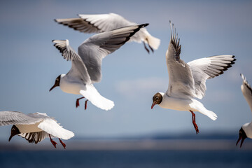 Fototapeta na wymiar black-headed gull at the Baltic Sea