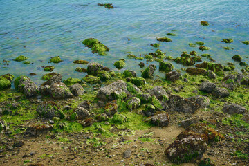 緑の海藻が広がる海岸