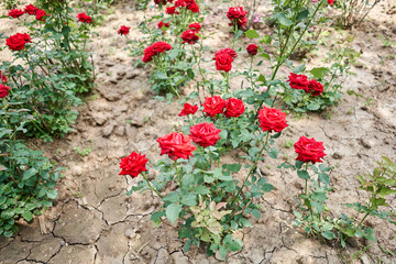 Flower field on the sunny morning. Beautiful flower seedlings growing in the soil at the garden. Gardening hobby concept.