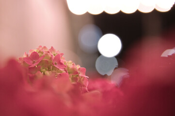 hydrangea at night