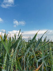 green wheat farm field