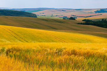 Landscape, fielsd, summer, landscape, summer, field, sun, grain, hay, straw,