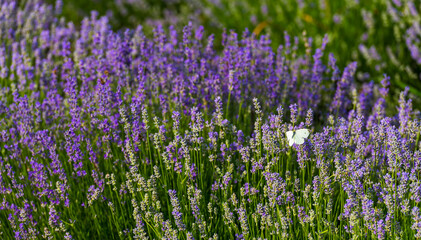 Fototapeta premium lavender, purple, lavender farm, South Moravia, landscape, sun, summer, nature, flowers,