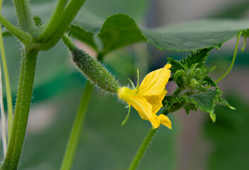 Green cucumber on a branch during growth close-up. Agriculture