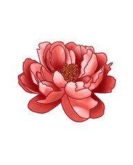 beautiful rose flower, illustrated, for print creation. isolated