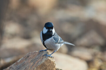 Great tit (Parus major) at Leh, Ladakh UT, India