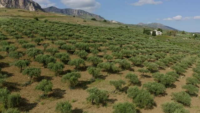 Aerial view of fields in Sciacca Agrigento Sicily Italy