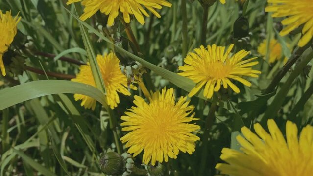 Close-up of dandelion flowers moving in the wind. Slow motion. Lawn in the middle of the city. Sunny day. . High quality 4k footage
