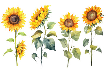 set of sunflowers on a white background, AI
