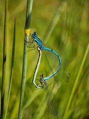 dragonfly on a leaf