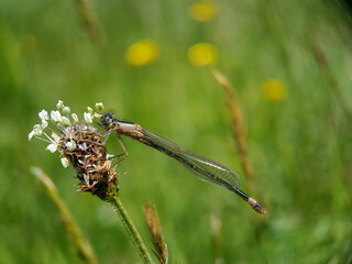 damselfly on a leaf