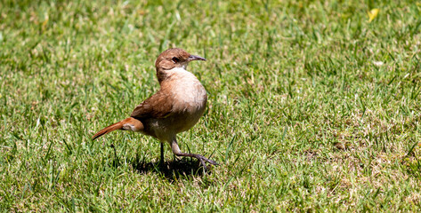 Photograph of a Rufous hornero found in Atlântida, Rio Grande do Sul, Brazil.	