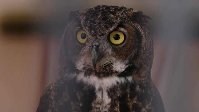 Rescued Great Horned Owl Looks Around Intently - Shallow Depth of Field