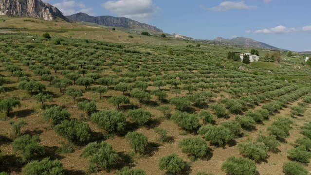 Aerial view of fields in Sciacca Agrigento Sicily Italy