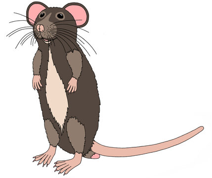 Gray rat, isolated drawing, painted in a flat style on a white background.