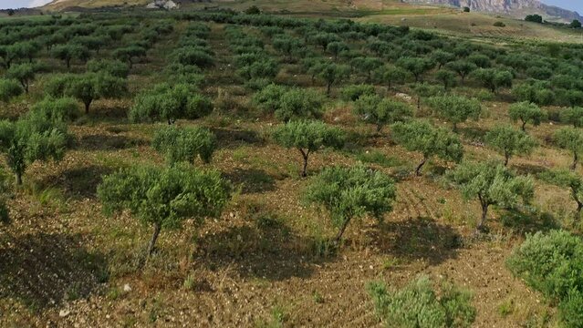 Aerial view of fields in Sciacca Agrigento Sicily Italy