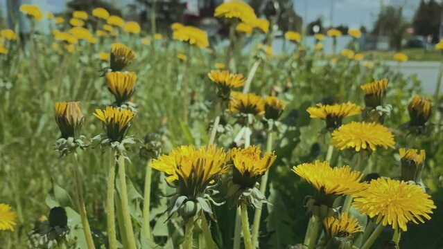 Dandelion flowers in the city, by the road. Car passing in the background. High quality 4k footage
