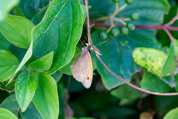 Natur und Landschaft