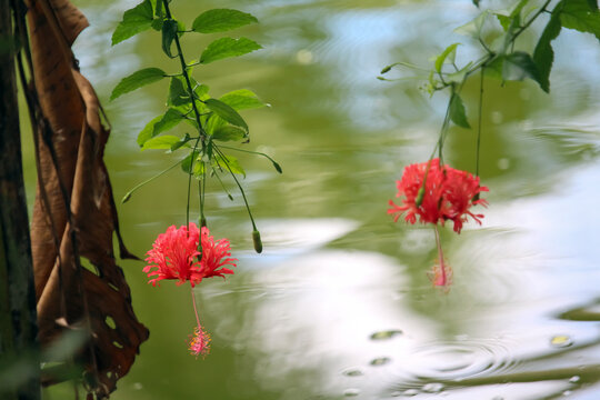 Beautiful China Rose or Hibiscus in pond with reflecting on the water Stock Photo