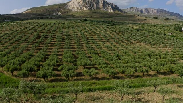 Aerial view of fields in Sciacca Agrigento Sicily Italy