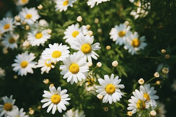 White chamomile flowers